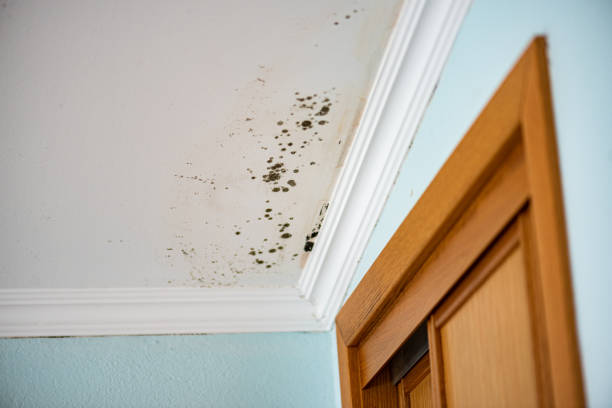 Best Black Mold Removal  in Bridgeport, WV